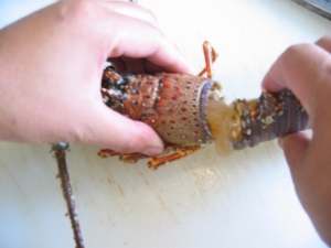 Cleaning lobster and separating tail.